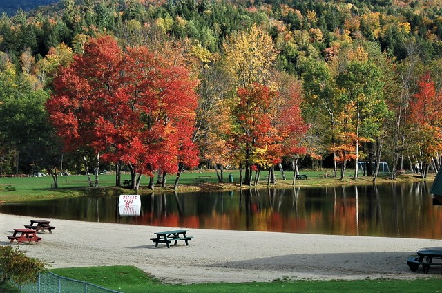 autumn leaves
